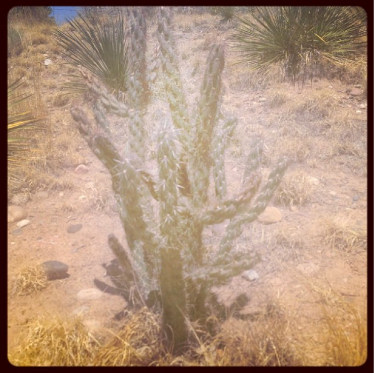 Cacti in NM